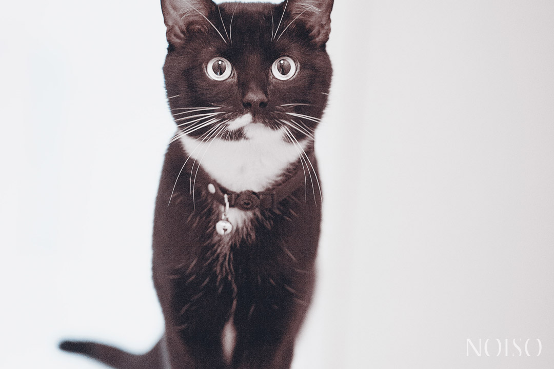 The Black & White Cat