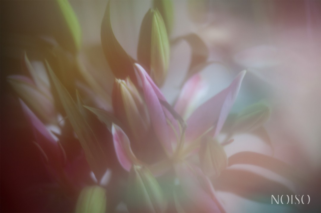 ©NOISO PHOTOGRAPHY